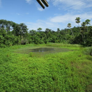 Mabuwaya Foundation (Dunoy Lake Philippine Crocile Sanctuary)