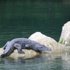 Mabuwaya Foundation (Philippine crocodile, credits Merlijn van Weerd) 