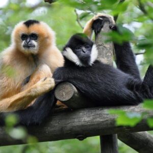 Fauna & Flora International (Northern White-cheeked Gibbon)
