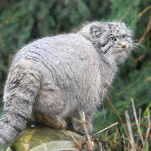 Pallas Cat International Conservation Alliance (PICA)