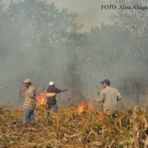 Proyecto Mono Araña